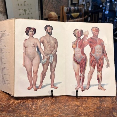 Atlas of Comparative Anatomy - Man and Woman - Anatomy Booklet 1930