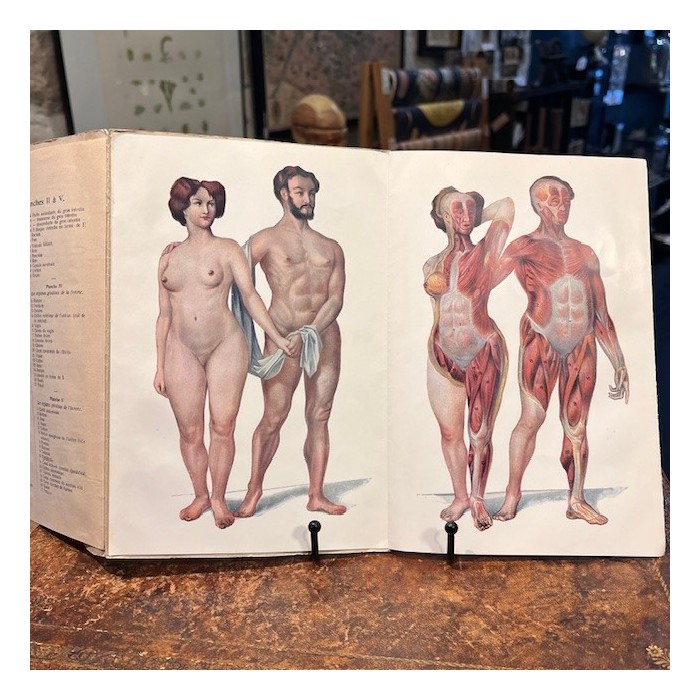 Atlas of Comparative Anatomy - Man and Woman - Anatomy Booklet 1930