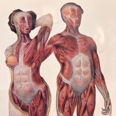 Atlas anatomique - L'homme et la femme - planches démontables - 1930