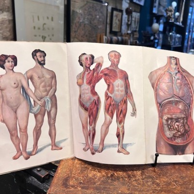 Atlas of Comparative Anatomy - Man and Woman - Anatomy Booklet 1930
