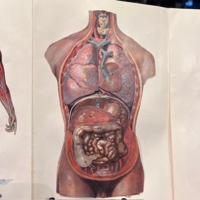 Atlas of Comparative Anatomy - Man and Woman - Anatomy Booklet 1930