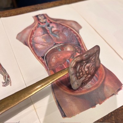 Atlas anatomique - L'homme et la femme - planches démontables - 1930