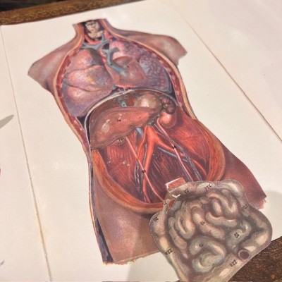 Atlas of Comparative Anatomy - Man and Woman - Anatomy Booklet 1930