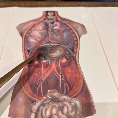 Atlas of Comparative Anatomy - Man and Woman - Anatomy Booklet 1930