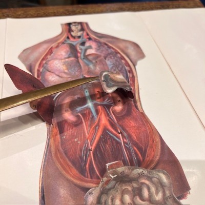 Atlas of Comparative Anatomy - Man and Woman - Anatomy Booklet 1930