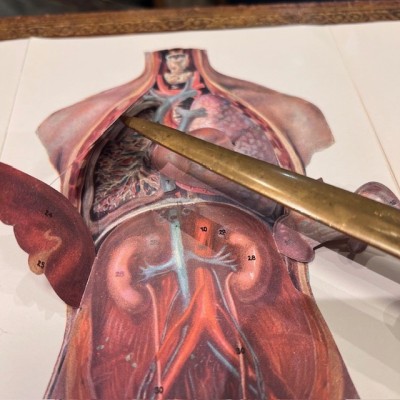 Atlas of Comparative Anatomy - Man and Woman - Anatomy Booklet 1930