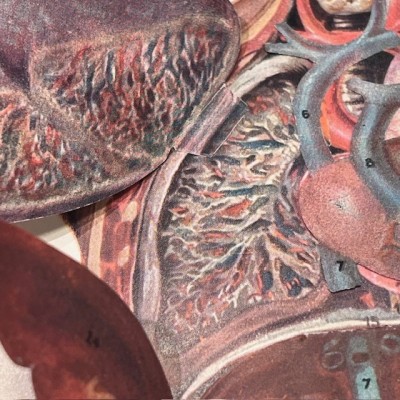 Atlas of Comparative Anatomy - Man and Woman - Anatomy Booklet 1930