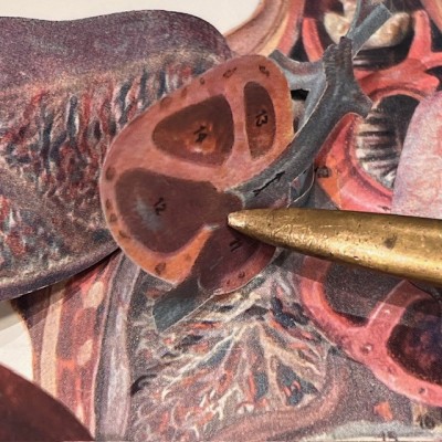 Atlas of Comparative Anatomy - Man and Woman - Anatomy Booklet 1930