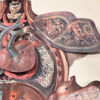 Atlas anatomique - L'homme et la femme - planches démontables - 1930