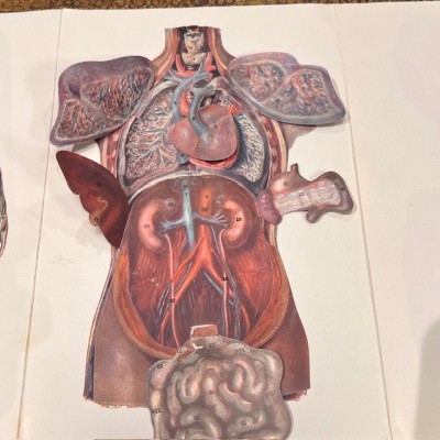 Atlas of Comparative Anatomy - Man and Woman - Anatomy Booklet 1930