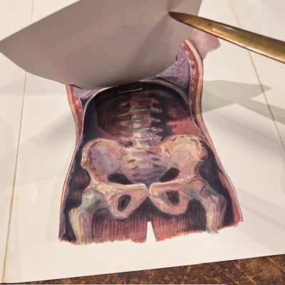 Atlas of Comparative Anatomy - Man and Woman - Anatomy Booklet 1930