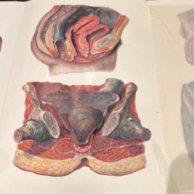 Atlas of Comparative Anatomy - Man and Woman - Anatomy Booklet 1930