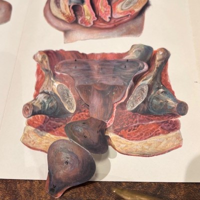 Atlas of Comparative Anatomy - Man and Woman - Anatomy Booklet 1930