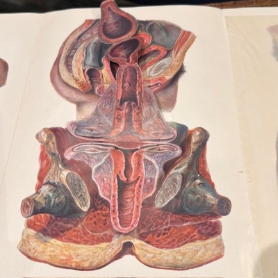 Atlas of Comparative Anatomy - Man and Woman - Anatomy Booklet 1930