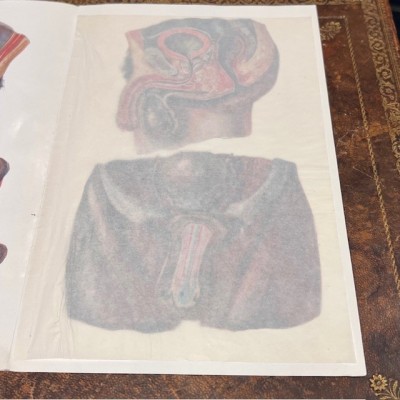 Atlas of Comparative Anatomy - Man and Woman - Anatomy Booklet 1930