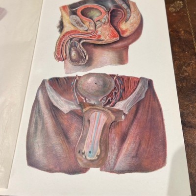 Atlas of Comparative Anatomy - Man and Woman - Anatomy Booklet 1930