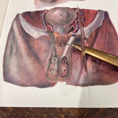 Atlas anatomique - L'homme et la femme - planches démontables - 1930