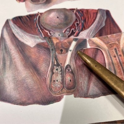 Atlas anatomique - L'homme et la femme - planches démontables - 1930