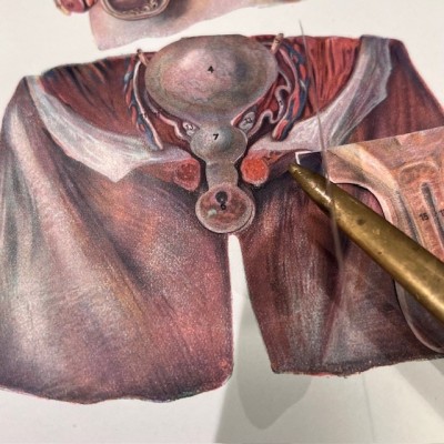 Atlas of Comparative Anatomy - Man and Woman - Anatomy Booklet 1930