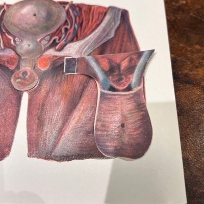 Atlas of Comparative Anatomy - Man and Woman - Anatomy Booklet 1930