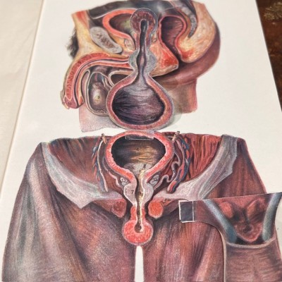 Atlas of Comparative Anatomy - Man and Woman - Anatomy Booklet 1930