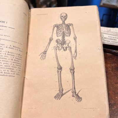 Atlas anatomique - Anthropologie - 20 Gravures Fin XIXème siècle