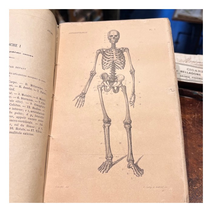 Anatomical Atlas by A. Bossu - Anthropology - End of the XIXth century