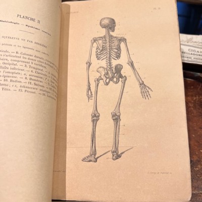 Atlas anatomique - Anthropologie - 20 Gravures Fin XIXème siècle
