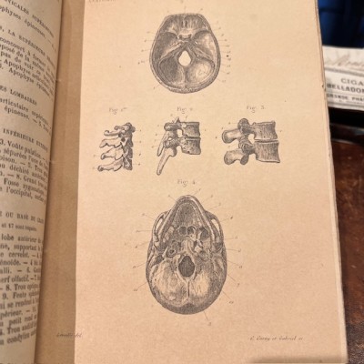 Atlas anatomique - Anthropologie - 20 Gravures Fin XIXème siècle