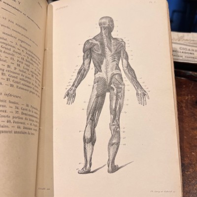 Atlas anatomique - Anthropologie - 20 Gravures Fin XIXème siècle