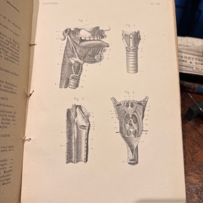 Anatomical Atlas by A. Bossu - Anthropology - End of the XIXth century