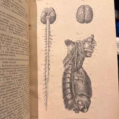 Anatomical Atlas by A. Bossu - Anthropology - End of the XIXth century