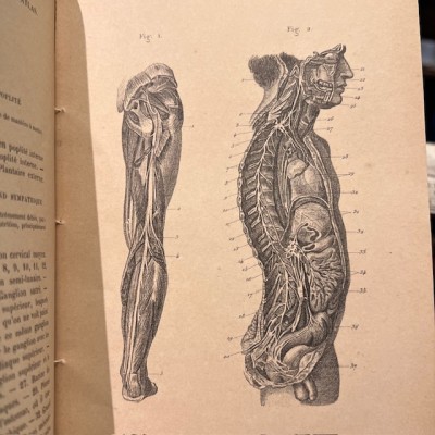 Atlas anatomique - Anthropologie - 20 Gravures Fin XIXème siècle