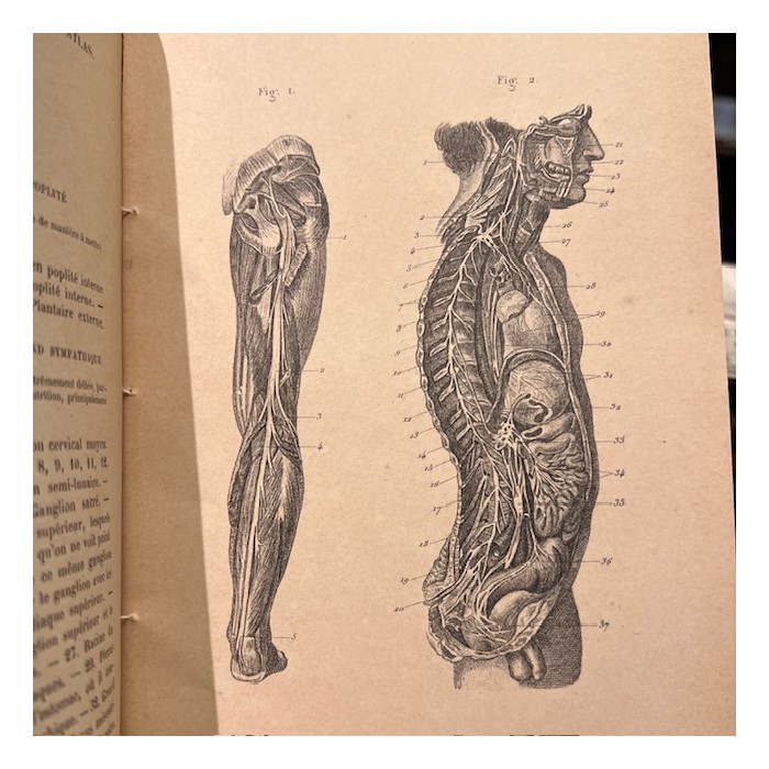 Anatomical Atlas by A. Bossu - Anthropology - End of the XIXth century