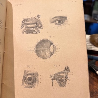 Anatomical Atlas by A. Bossu - Anthropology - End of the XIXth century