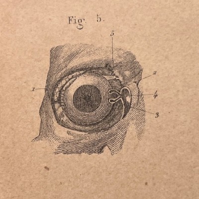 Anatomical Atlas by A. Bossu - Anthropology - End of the XIXth century