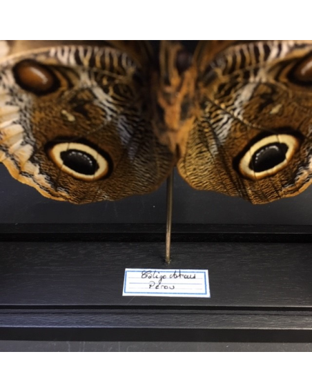 Entomologic transparent Frame - yellow-edged giant owl (Caligo Atreus)