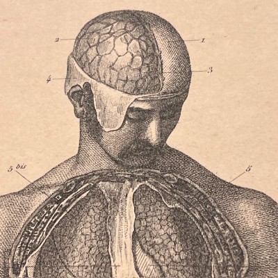 Atlas anatomique - Anthropologie - 20 Gravures Fin XIXème siècle