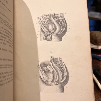 Atlas anatomique - Anthropologie - 20 Gravures Fin XIXème siècle