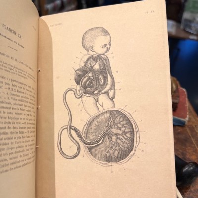 Anatomical Atlas by A. Bossu - Anthropology - End of the XIXth century