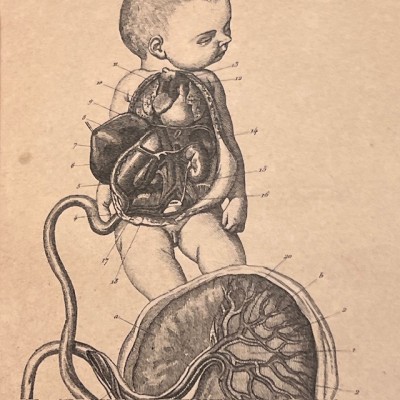 Anatomical Atlas by A. Bossu - Anthropology - End of the XIXth century