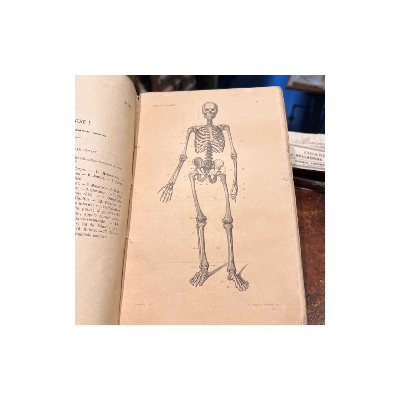 Anatomical Atlas by A. Bossu - Anthropology - End of the XIXth century