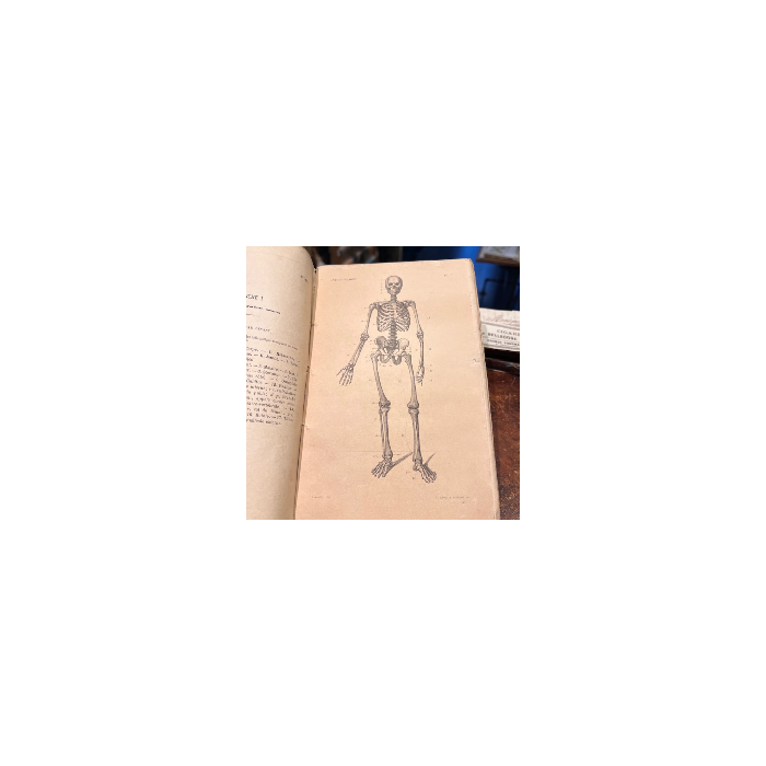 Anatomical Atlas by A. Bossu - Anthropology - End of the XIXth century