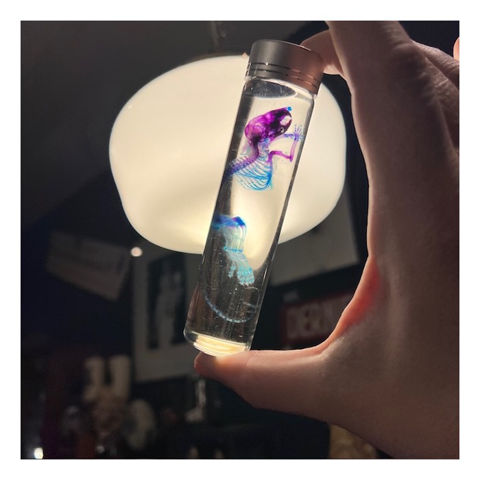 Diaphanie de souris - Mus musculus