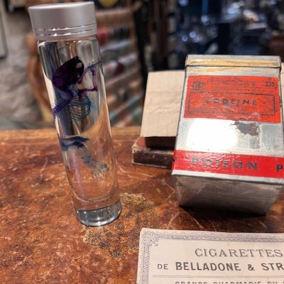 Diaphanie de souris - Mus musculus