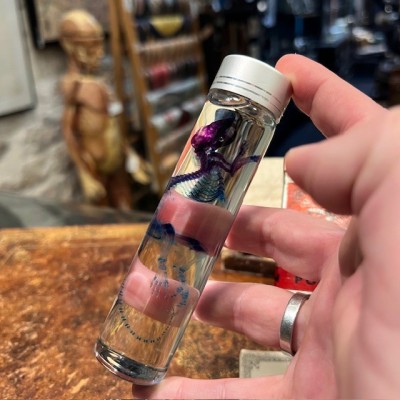 Diaphanie de souris - Mus musculus