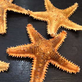 jungle starfish