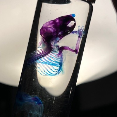 Diaphanie de souris - Mus musculus