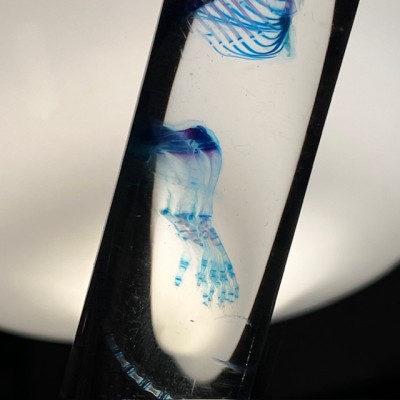 Diaphanization of a mouse - Mus musculus