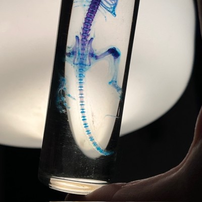 Diaphanization of a mouse - Mus musculus